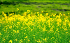 菜油延续偏弱走势 运行维持震荡