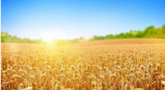 玉米期货收盘下跌 美国小麦现货互有涨跌