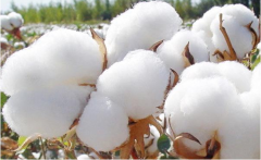 中国棉花消费调降 棉价反映了利空影响