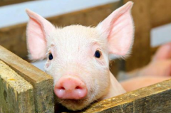 猪肉价格开始回落 期货帮助企业避险