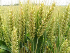 美小麦现货市场收盘互有涨跌 美玉米期货收盘下跌