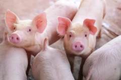 生猪养殖利润仍处高位 多家上市猪企三季报业绩翻番