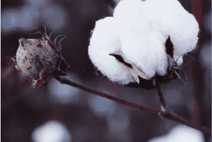新疆棉花市场迎来新变化